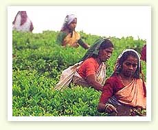 India Tea Plantation